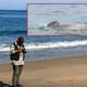 ‘Panchito’, el elefante marino que se mantuvo a las orillas de Nayarit regresó al mar después de 4 días