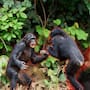 Científicos documentan “guerra civil” entre chimpancés en Uganda: estudio revela división del grupo Ngogo, ataques letales entre antiguos aliados, causas de la ruptura y qué dice la ciencia sobre el origen de la violencia colectiva