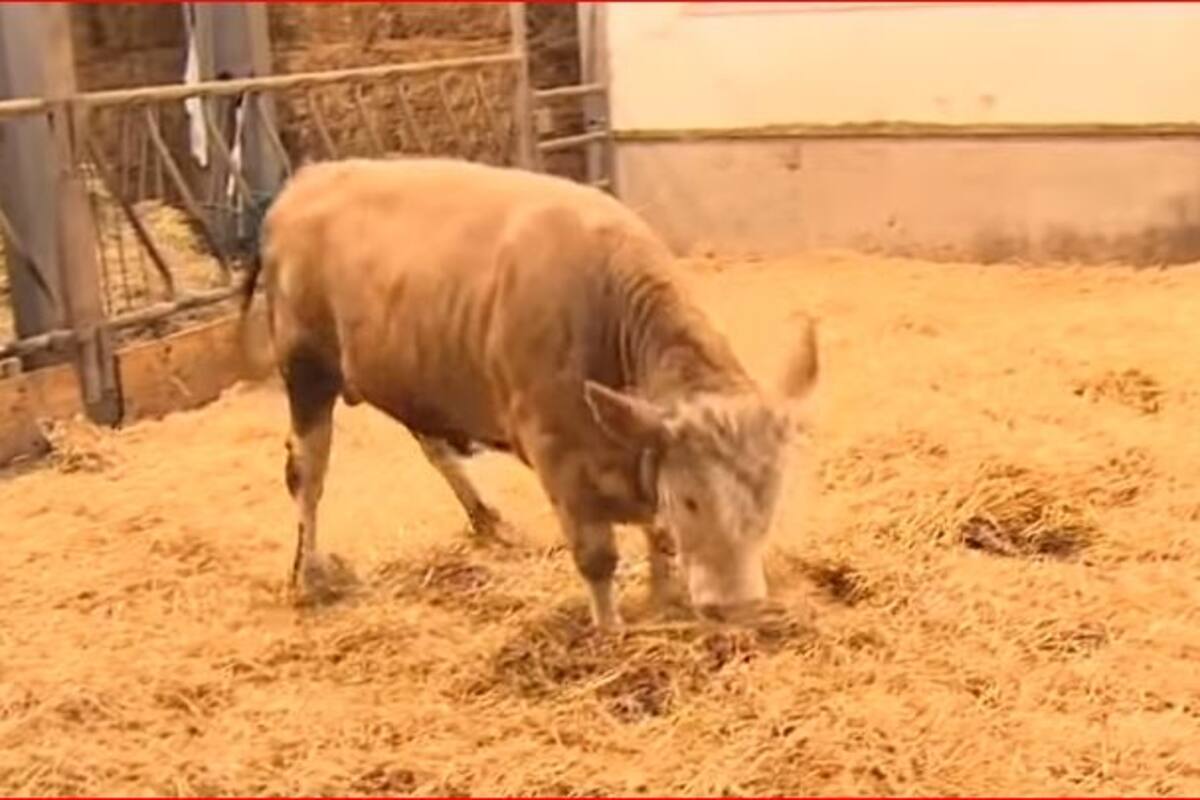 Vaca “baila” de alegría tras ser liberada de establo