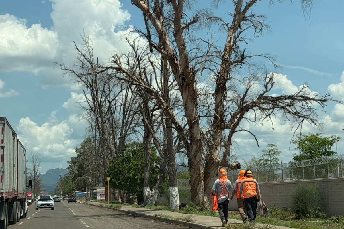 Identifican 350 árboles que deben ser retirados por riesgo en Cajeme