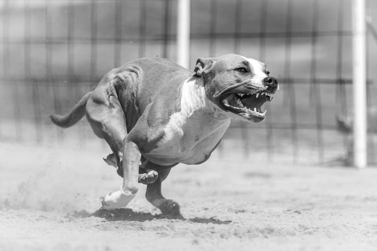¿Qué sanciones enfrentan los dueños de perros que atacan en México?