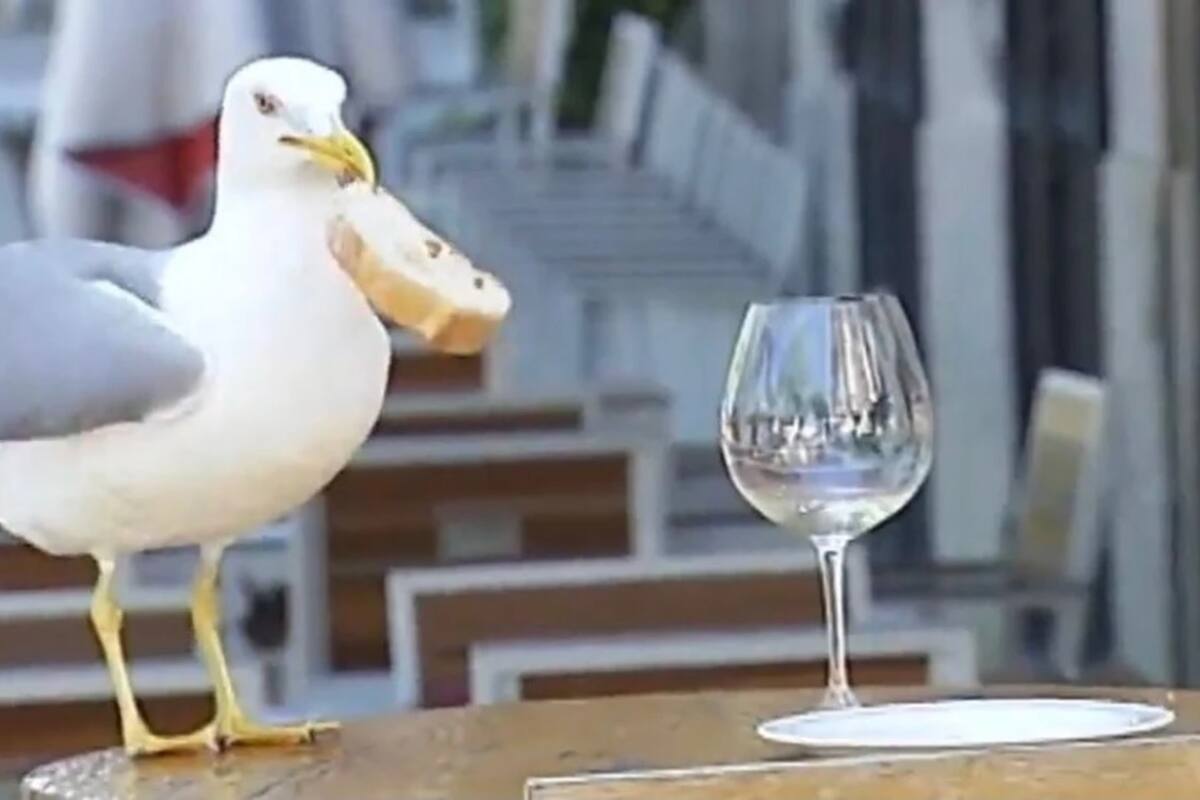Las gaviotas prefieren mariscos sobre aperitivos humanos, según estudio