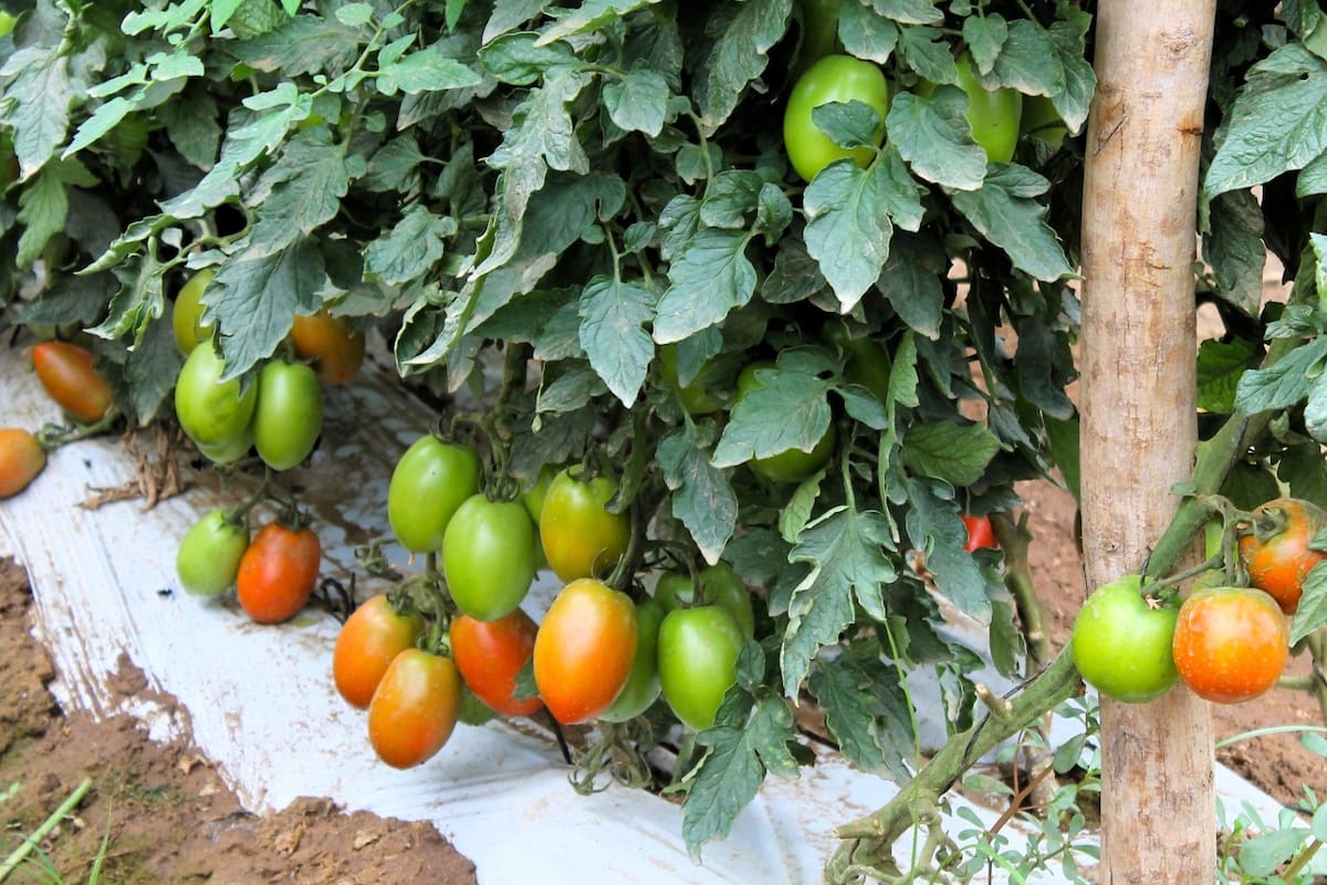Tomate y chile dominan las siembras en la Zona Costa de Baja California