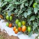 Tomate y chile dominan siembras en Baja California