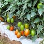 Tomate y chile dominan las siembras en la Zona Costa de Baja California
