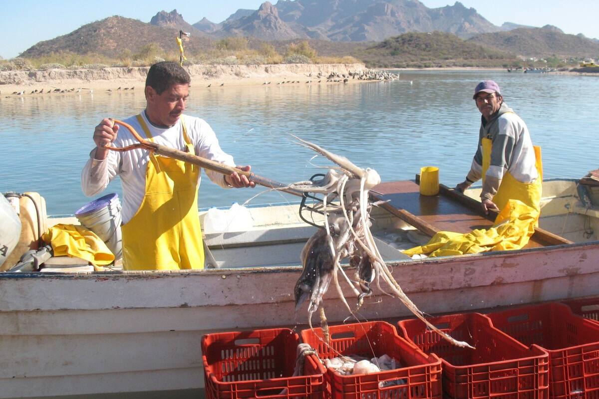Disminuye producción de calamar en costas  de Guaymas