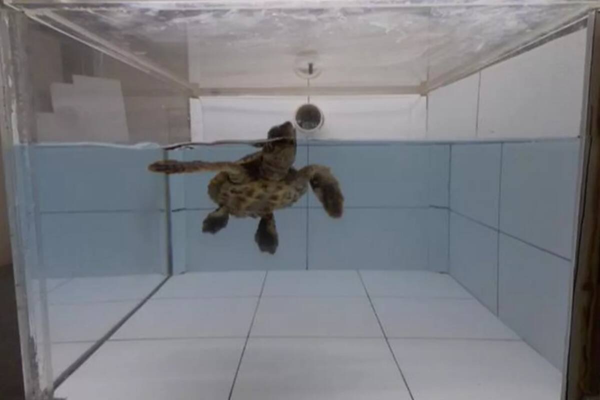 El plástico atrae a tortugas marinas porque huele a comida