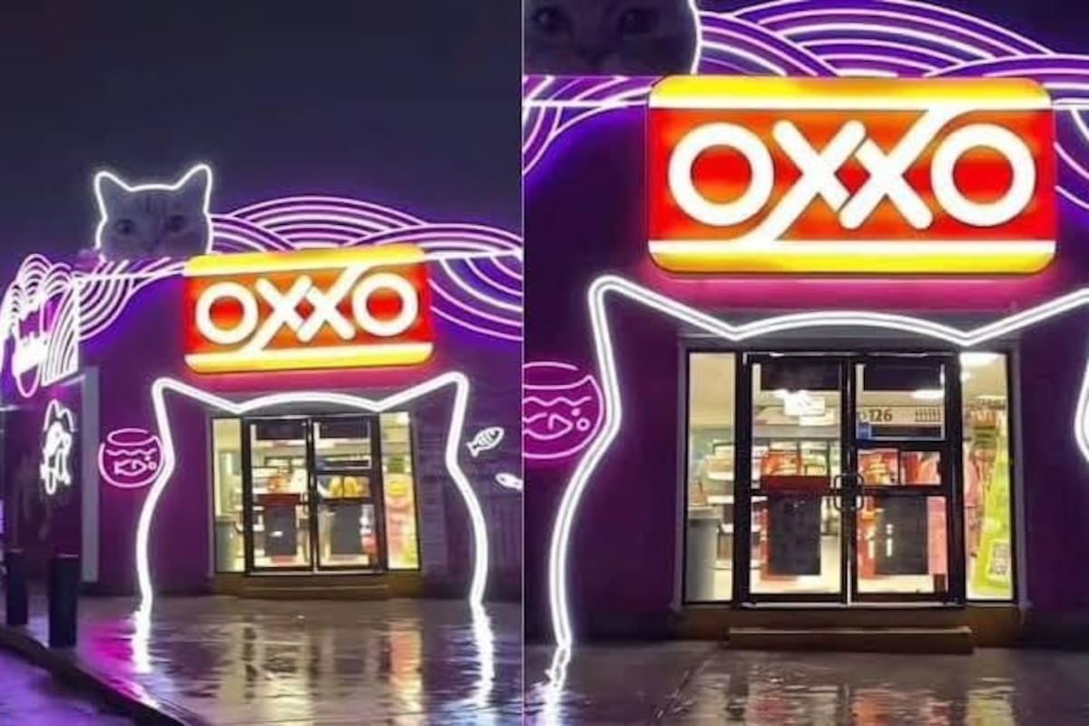 Michi Oxxo, el establecimiento que enamoró a los amantes de los gatos
