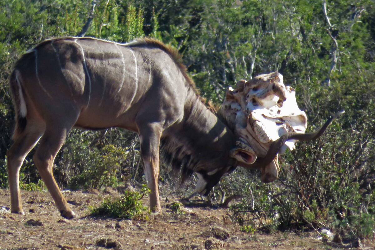 Antílope carga cráneo de elefante