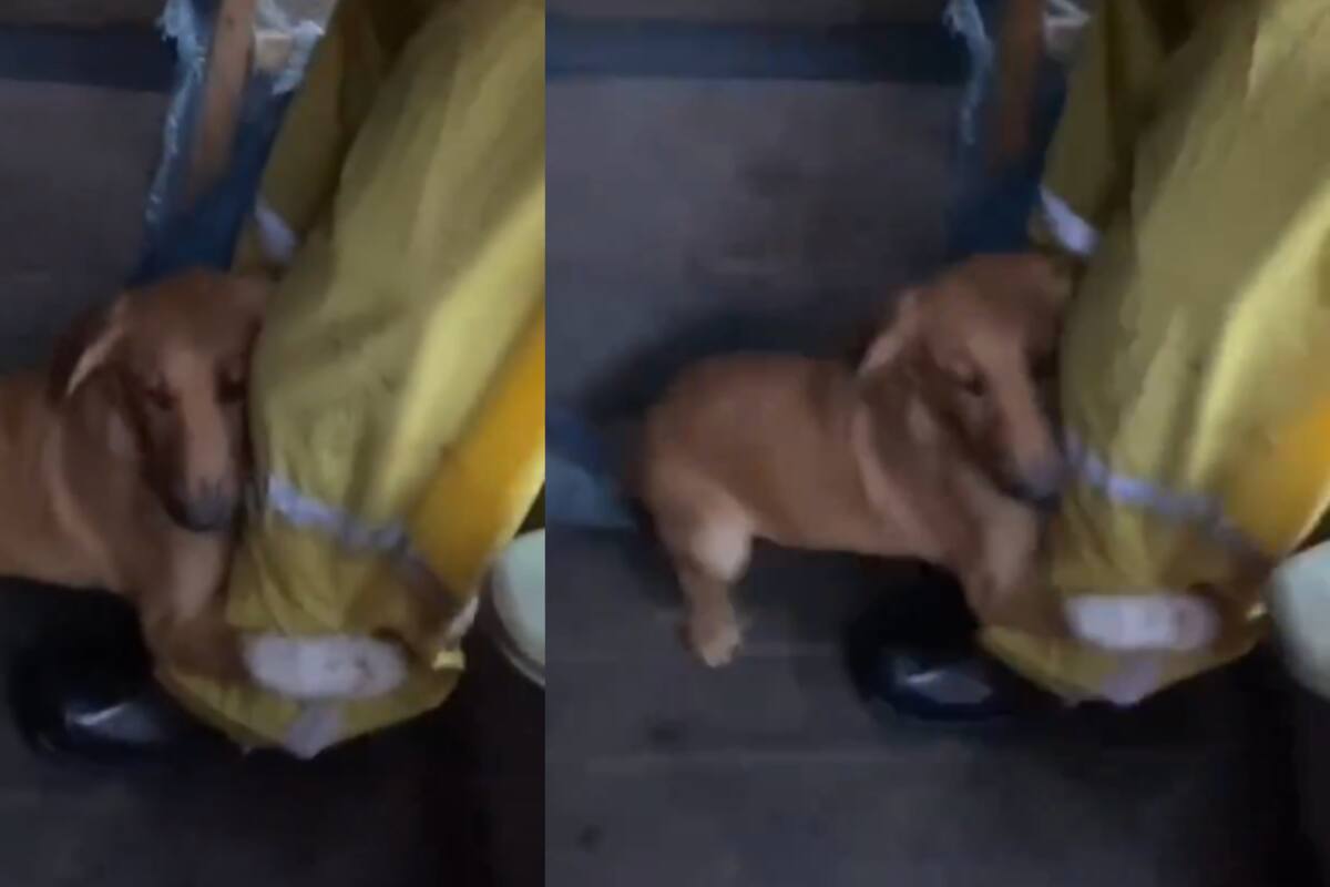 VIRAL: perrito rescatado de las inundaciones de Brasil se aferra a la pierna de su dueño