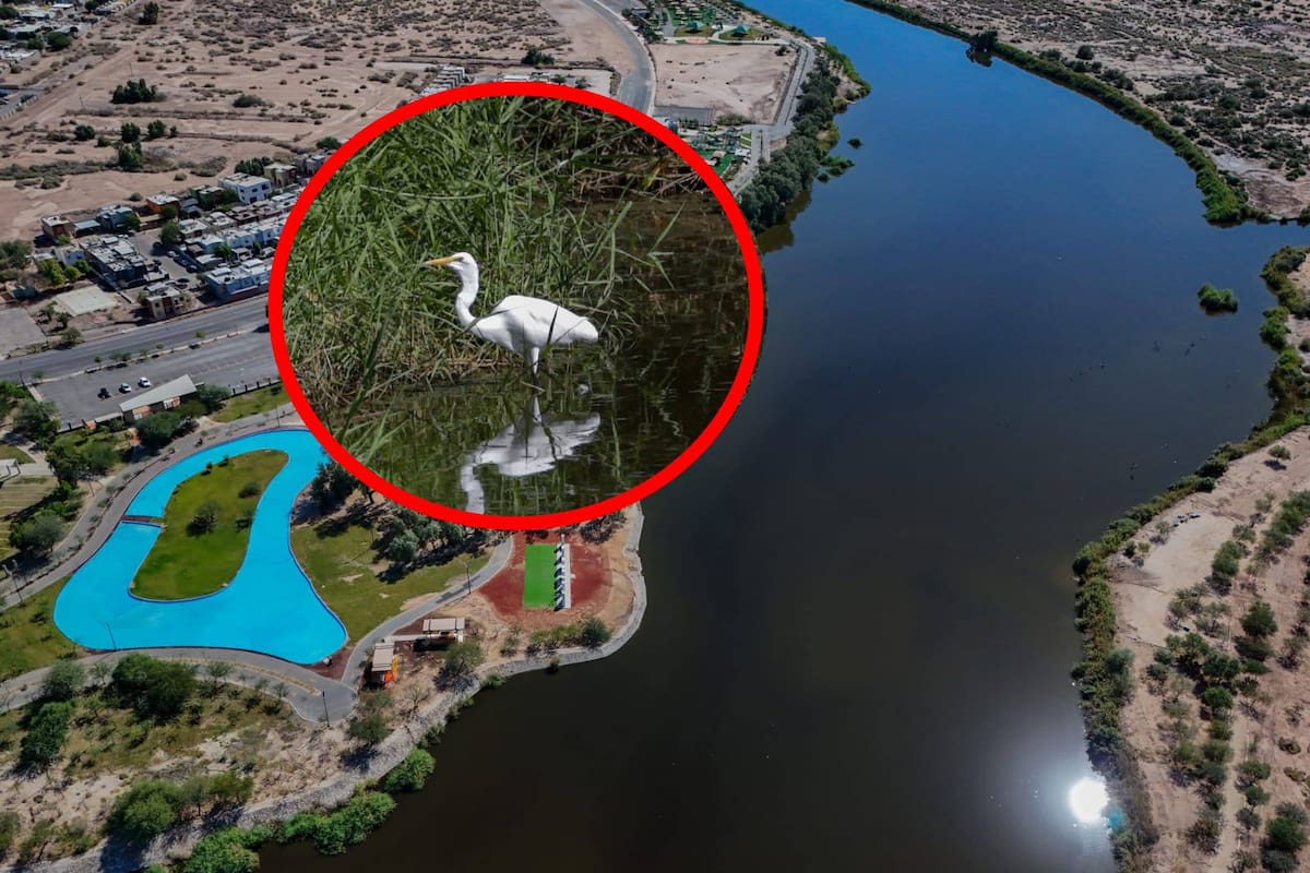 Concluyen estudio para declarar Área Natural Protegida al Sistema Lagunar de Mexicali