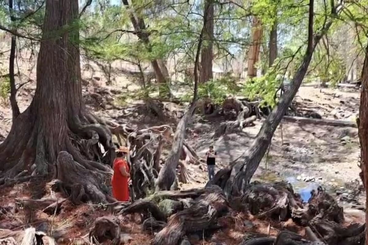 Pierde brillo “La Estrella” de Rosario de Tesopaco