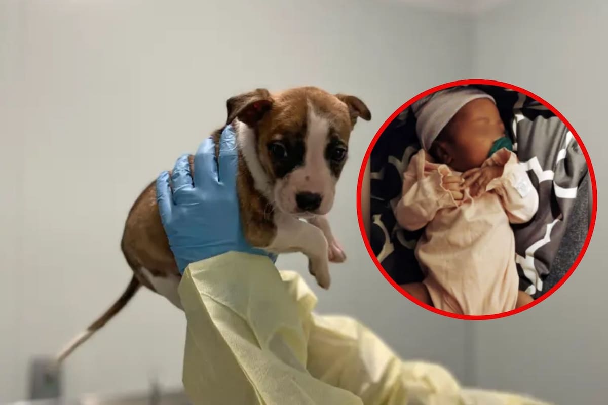 Tragedia en Nueva York: Muere bebé de 1 mes; sacrifican a cachorro pitbull al creer que la mató, pero autopsia revela que no fue el culpable