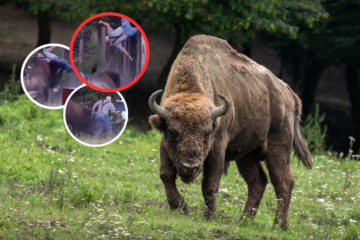 Un turista de la tercera edad fue embestido por un bisonte en Yellowstone mientras caminaba con su nieto