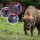 Un turista de la tercera edad fue embestido por un bisonte en Yellowstone mientras caminaba con su nieto