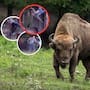 Un turista de la tercera edad fue embestido por un bisonte en Yellowstone mientras caminaba con su nieto