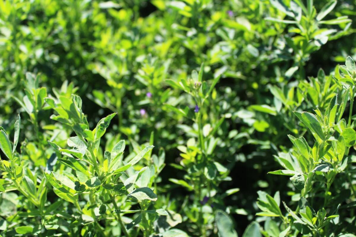 Agricultores de la Zona Costa produjeron 20 mil 427 toneladas de alfalfa en el 2021