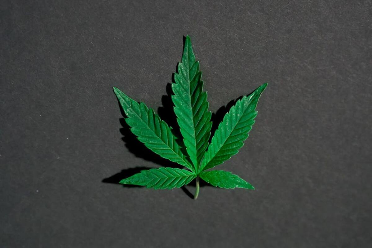 Día Mundial de la Marihuana: Ventajas y desventajas de su consumo