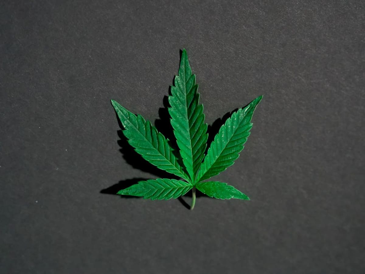 El Día Internacional de la Marihuana tiene sus raíces en un grupo de estudiantes californianos conocidos como Los Waldos | Foto: pexels