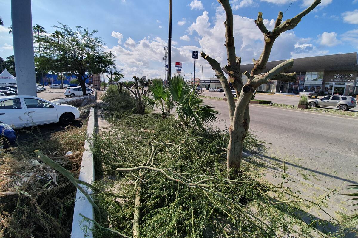Deberá plantar 15 árboles endémicos