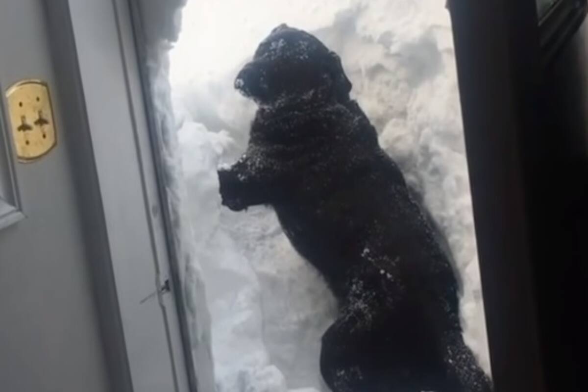 VIDEO: Perro intenta salir de casa durante intensa nevada en Canadá