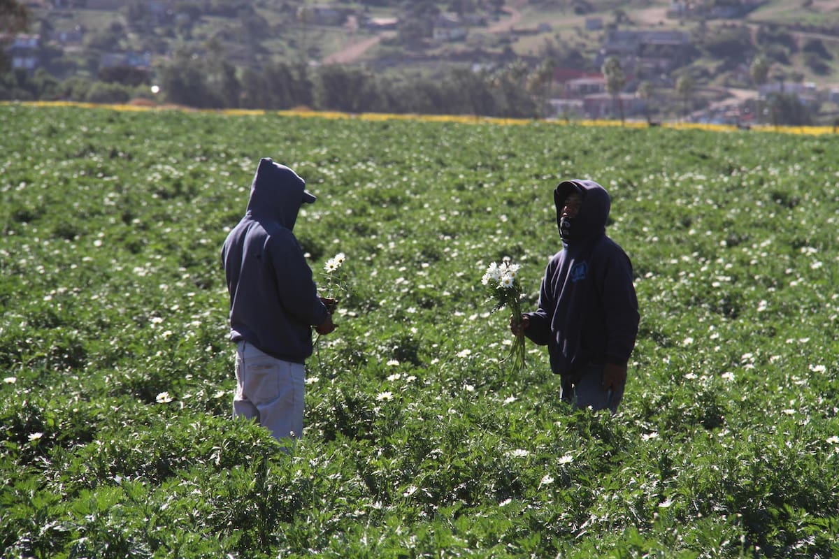 Detectan que en Baja California migrantes sufren explotación laboral