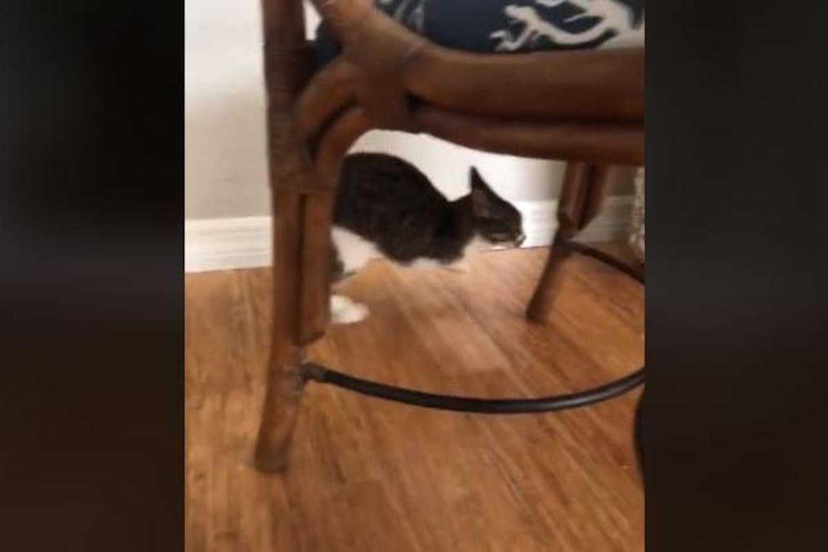 Gatito con dos patas se viraliza en TikTok