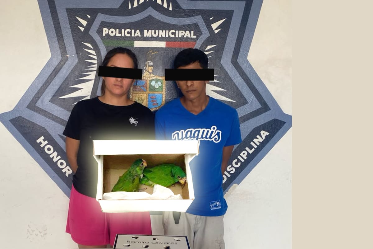 Detienen a pareja en Cajeme con loros protegidos; investigan delito ambiental