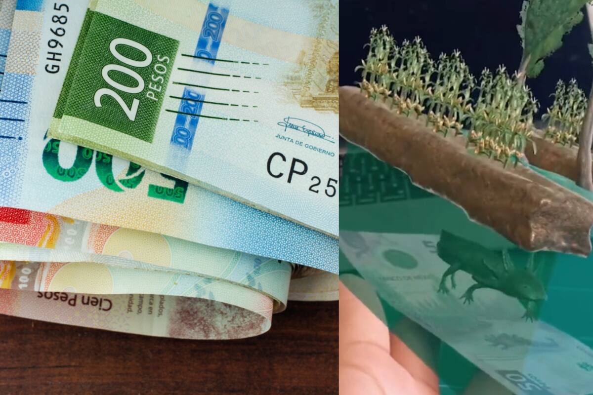 Influencer explica cómo ver tus billetes en realidad aumentada usando una aplicación