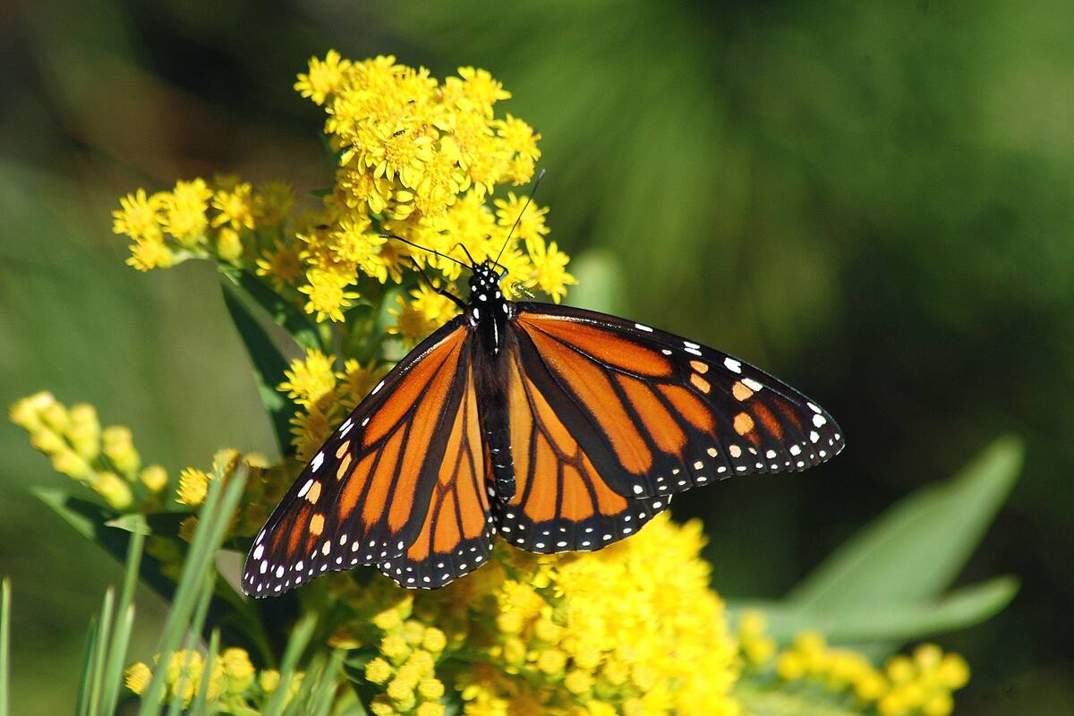Mariposa monarca se une a la "lista roja de especies amenazadas": IUCN
