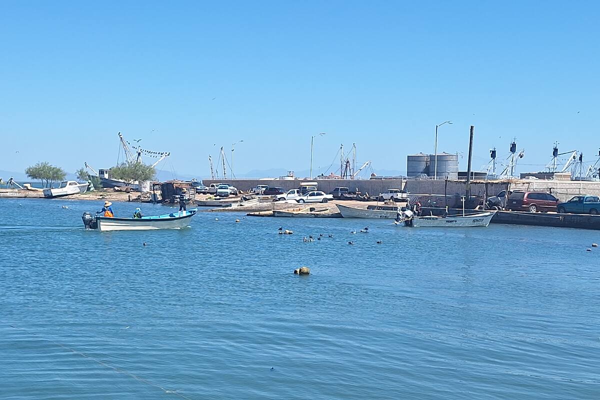 Avistamiento de tiburón pone alerta a pescadores de Yavaros