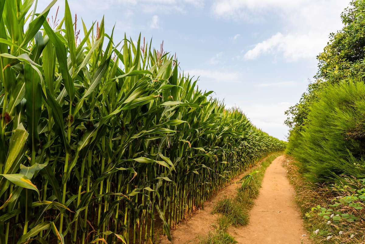 El alivio en el índice global de la FAO se debió principalmente al comportamiento del azúcar, que registró la caída más importante del mes con un descenso del 5.7%. | Magnific