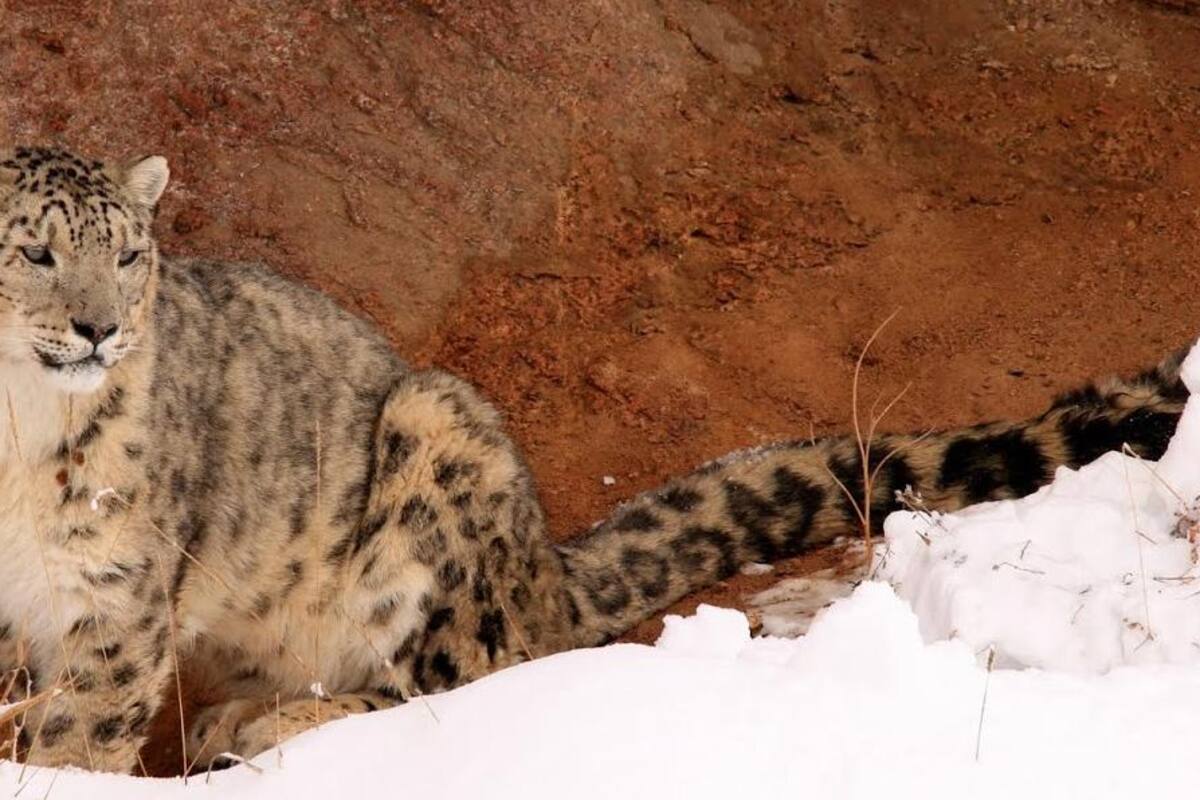 Leopardo intenta comerse cámara oculta