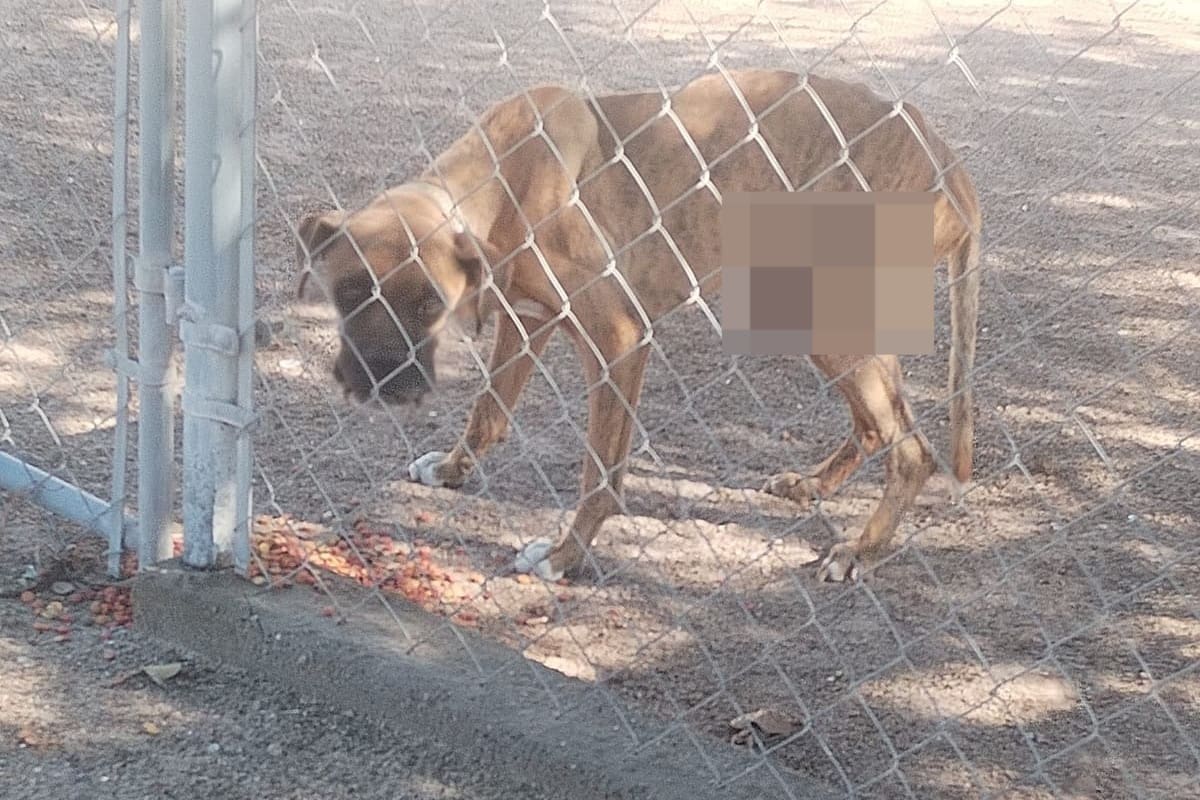 Acude DH a rescatar perro maltratado en SLRC