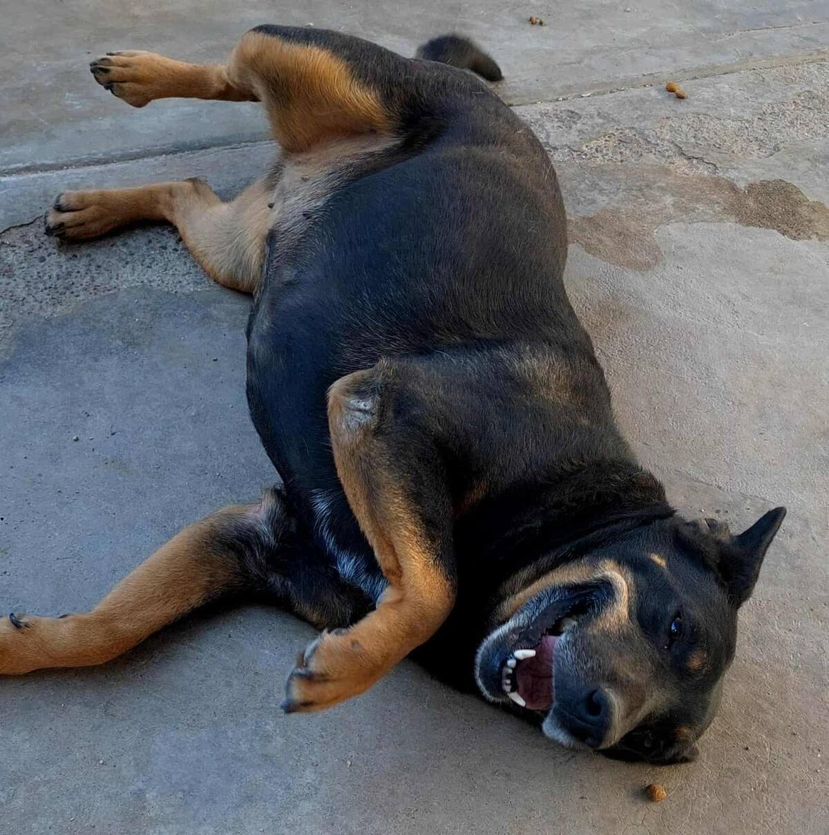 Hugo García pide ayuda para alimentar a más de 20 mascotas rescatadas