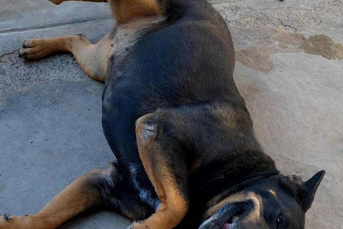 Hugo García pide ayuda para alimentar a más de 20 mascotas rescatadas