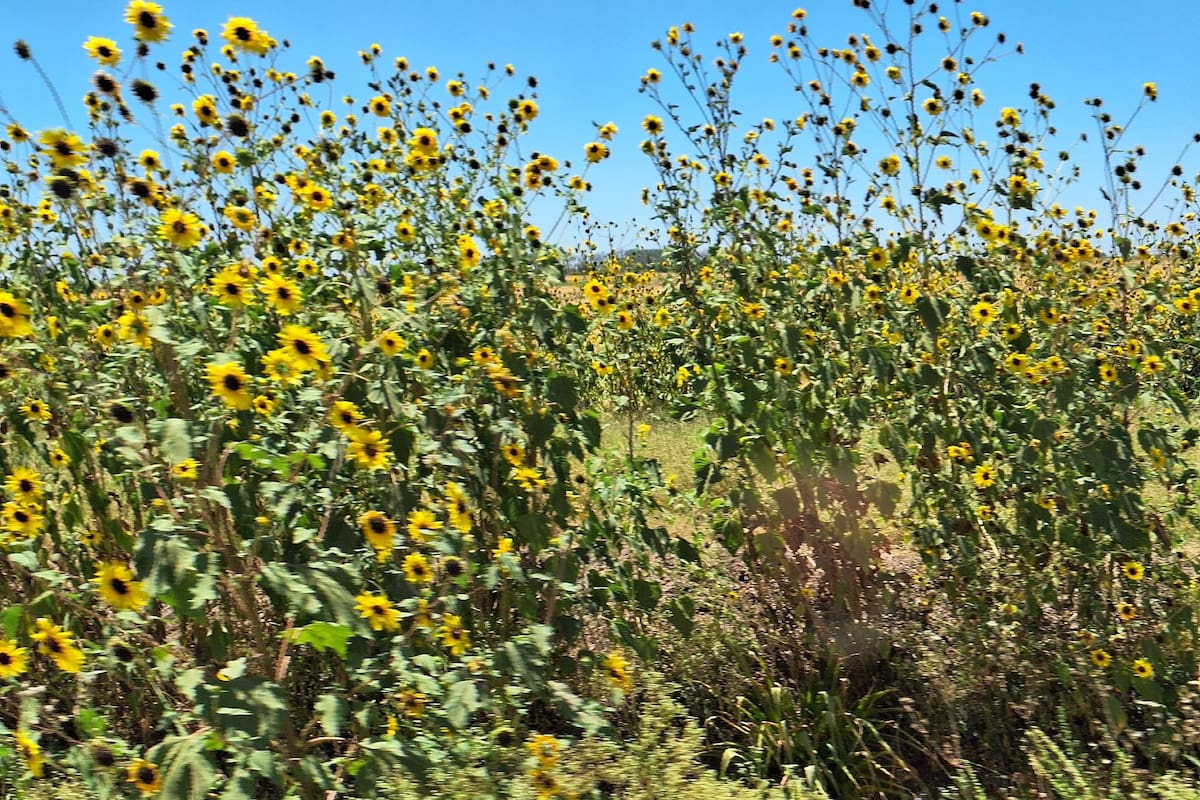 Es girasol silvestre, una plaga para cultivos de la región