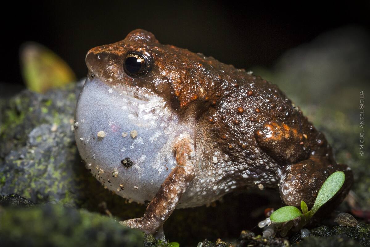 Hoy se celebra el Día Internacional del anfibio; 376 especies habitan en México