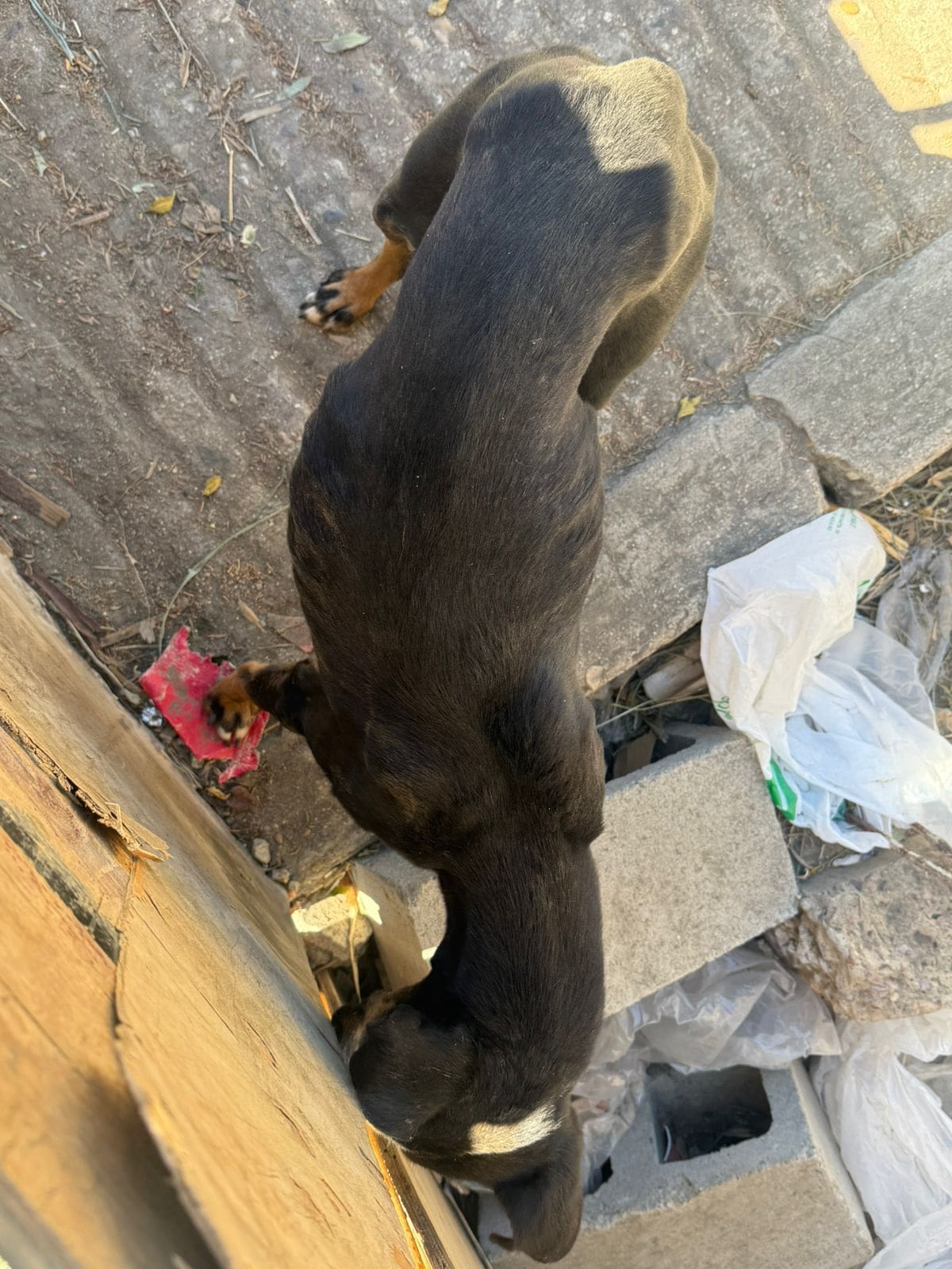 Los animales fueron localizados en condiciones de abandono extremo tras la ejecución de una orden de cateo por presunto maltrato animal. Foto: Cortesía