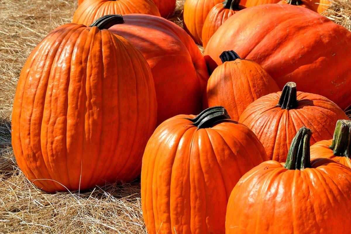 Huertos en San Diego para conseguir tus calabazas y decorarlas