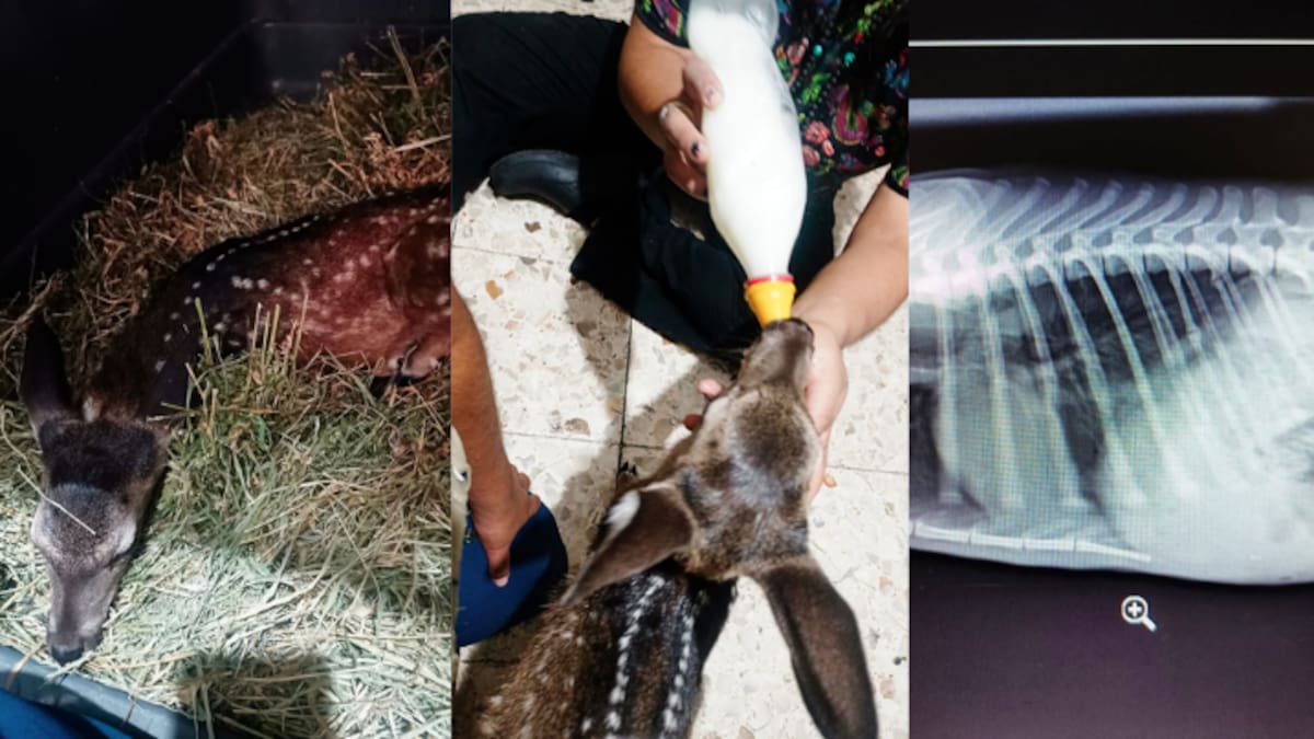 Venado cola blanca al borde de la muerte: brutal ataque y rescate urgente en Morelos movilizan brigadistas y veterinarios