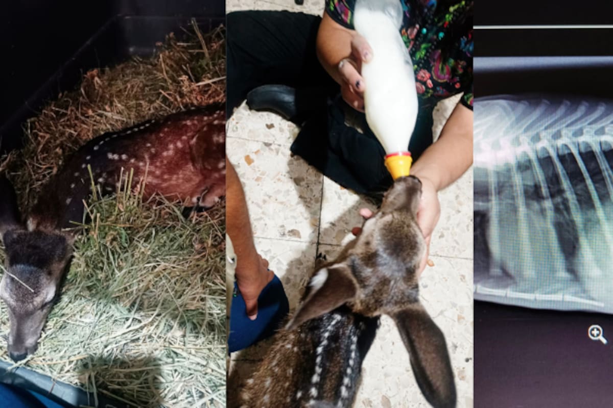 Venado cola blanca al borde de la muerte: brutal ataque y rescate urgente en Morelos movilizan brigadistas y veterinarios