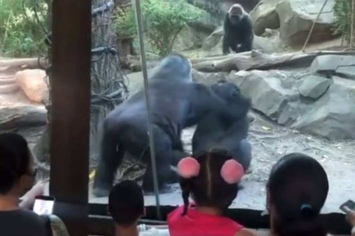 Misterio de la biología: Gorilas dan show para adultos en el zoológico del Bronx