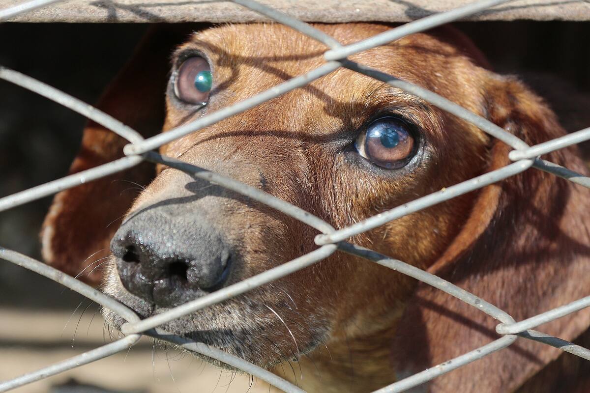 "Los crían como cerdos", hombre revela que en China siguen consumiendo perro