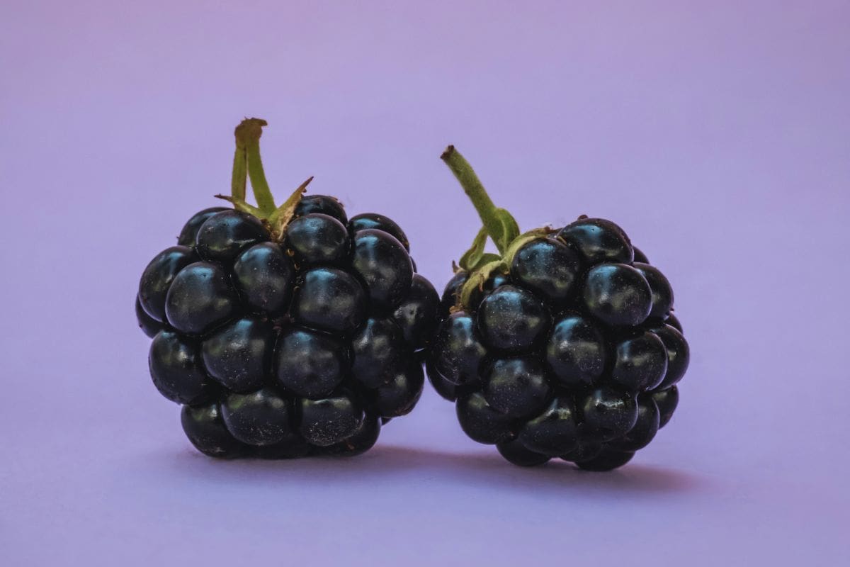 Soñar con zarzamoras no es tan dulce: el significado oculto que podría advertirte de una traición