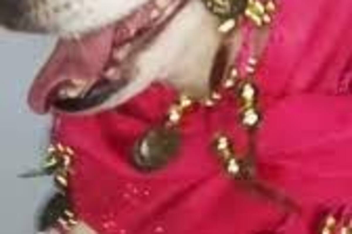 VIRAL: Perrito domina el trend de maquillaje en TikTok