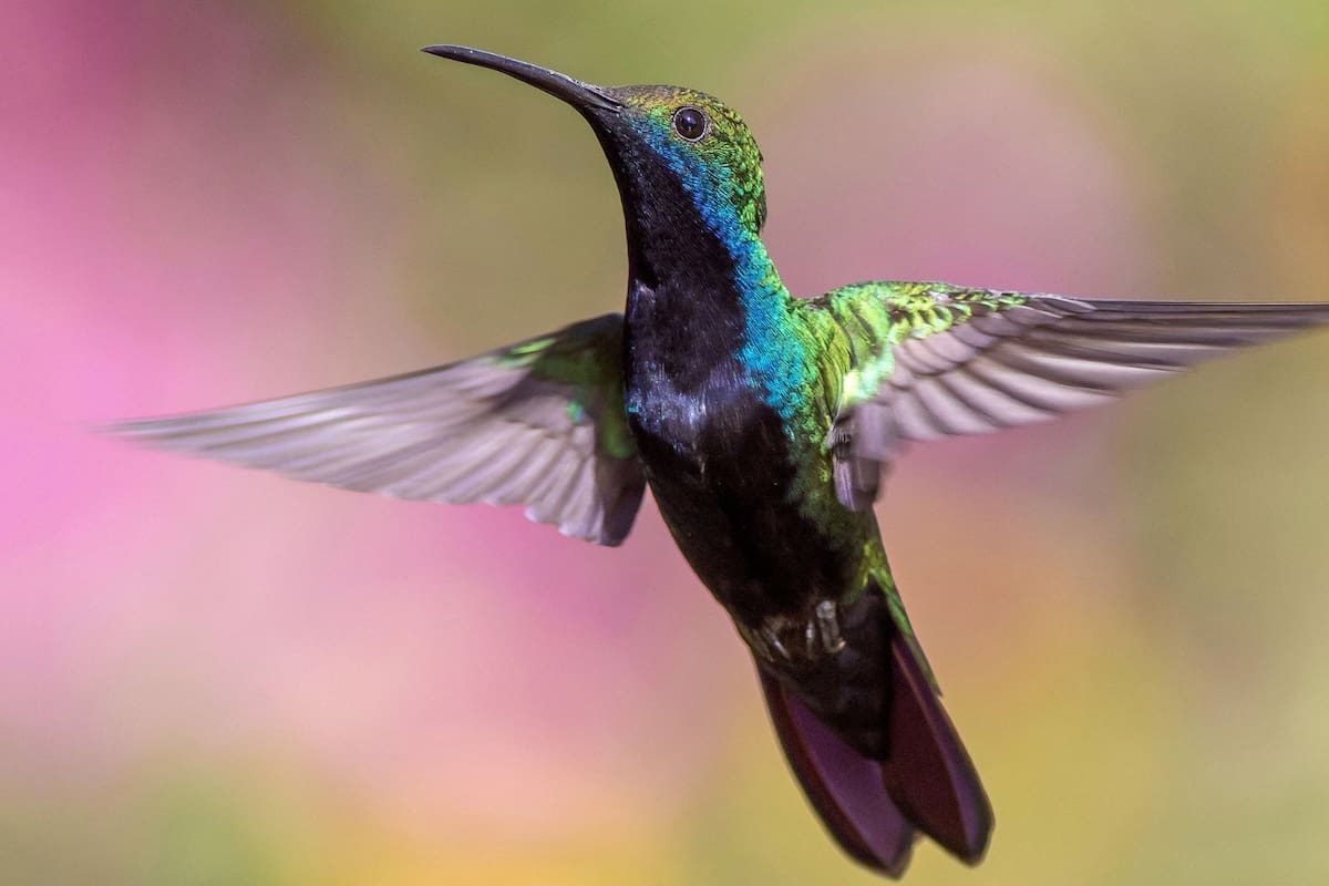 ¿Qué significa espiritualmente que un colibrí haga un nido en tu casa?