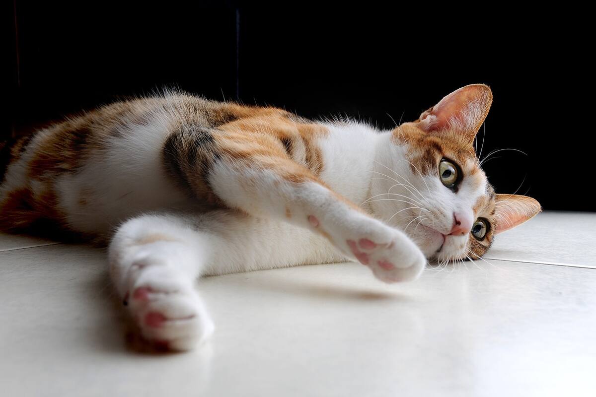 ¿Qué significa que mi gato me muerda la mano?