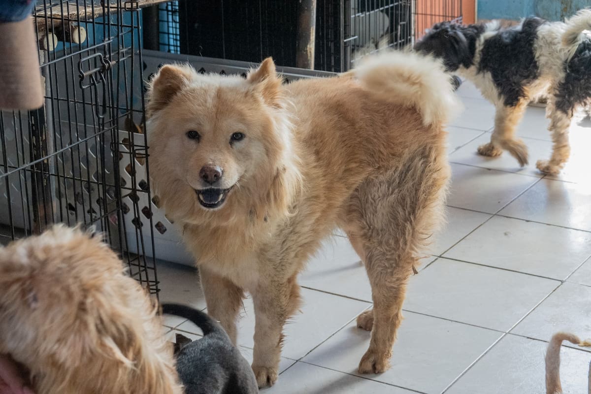 Fundado hace ocho años por Aide Guadalupe Enríquez López, el espacio se encuentra en su máxima capacidad y llama a la comunidad a apoyar con adopciones responsables o donaciones. Foto: Border Zoom
