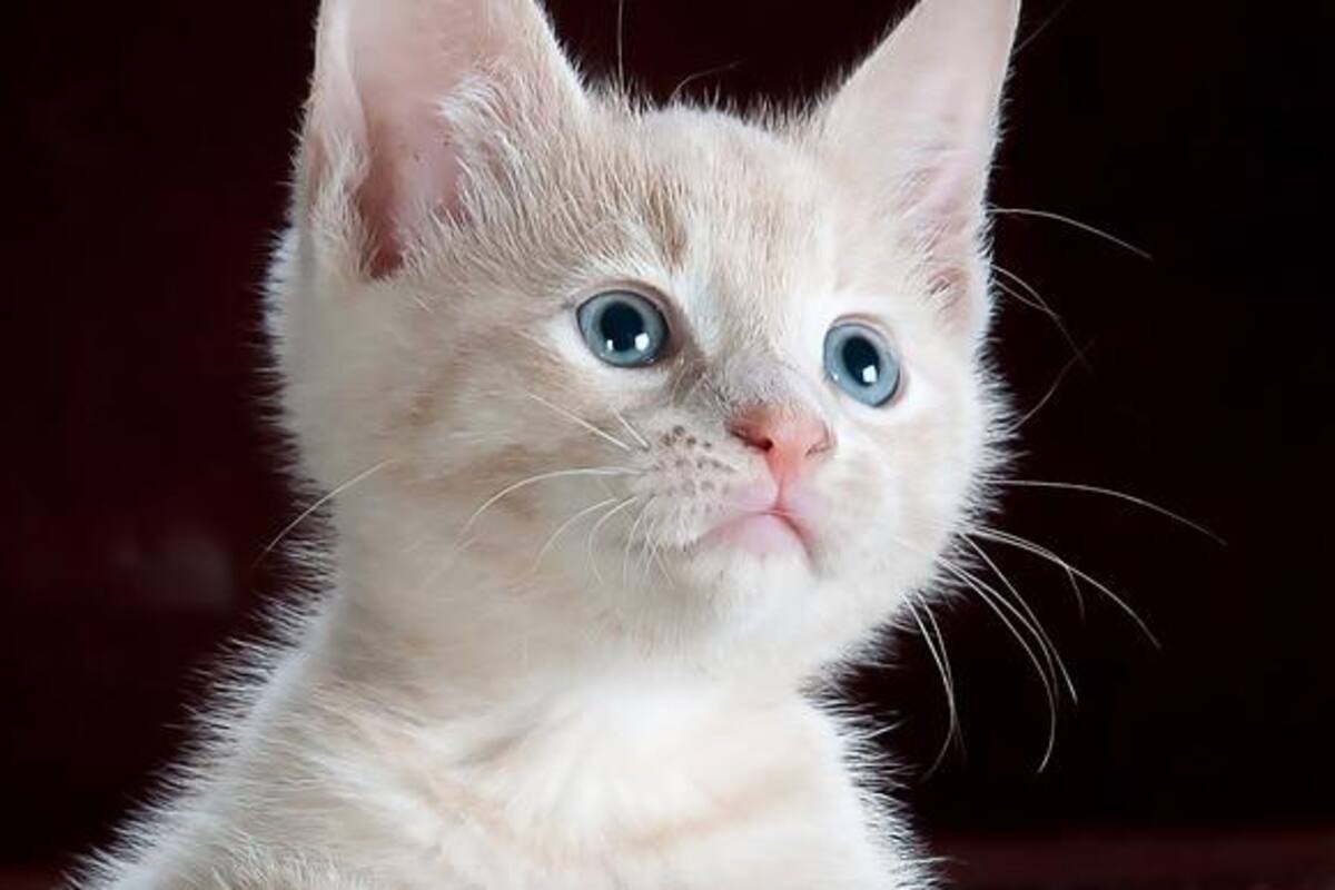 Sitio web genera fotos de felinos falsos